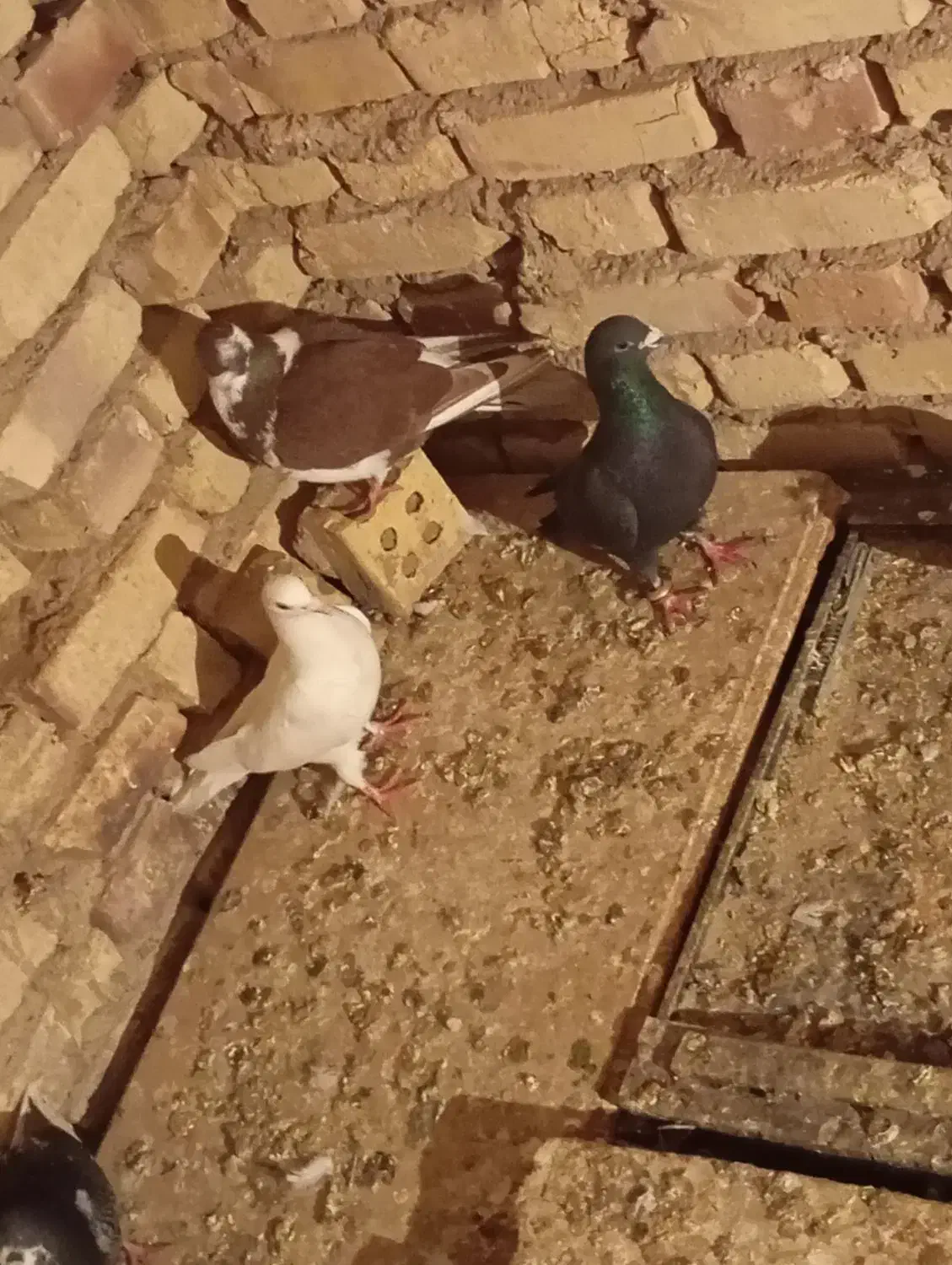 کفتر زاغ|پرنده|خوسف, |دیوار