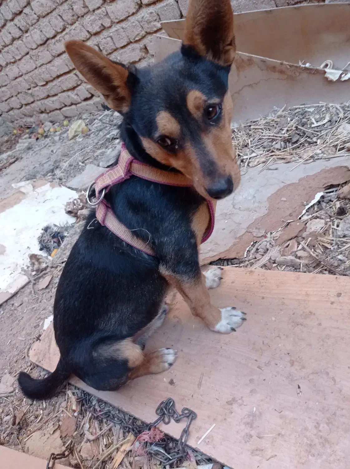 سگ پا کوتاه|سگ|سلطانیه, |دیوار