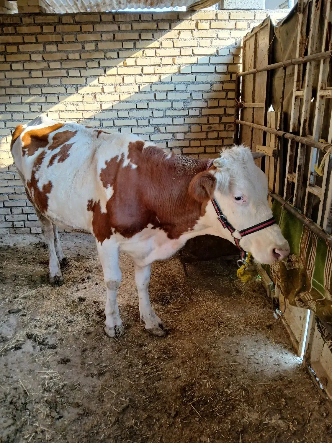 گاو|حیوانات مزرعه|کرخه, |دیوار