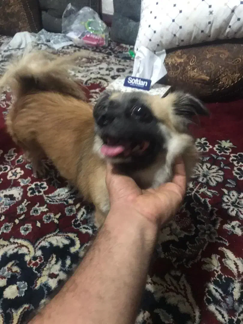 گم شده|حیوانات|بندر دیر, |دیوار