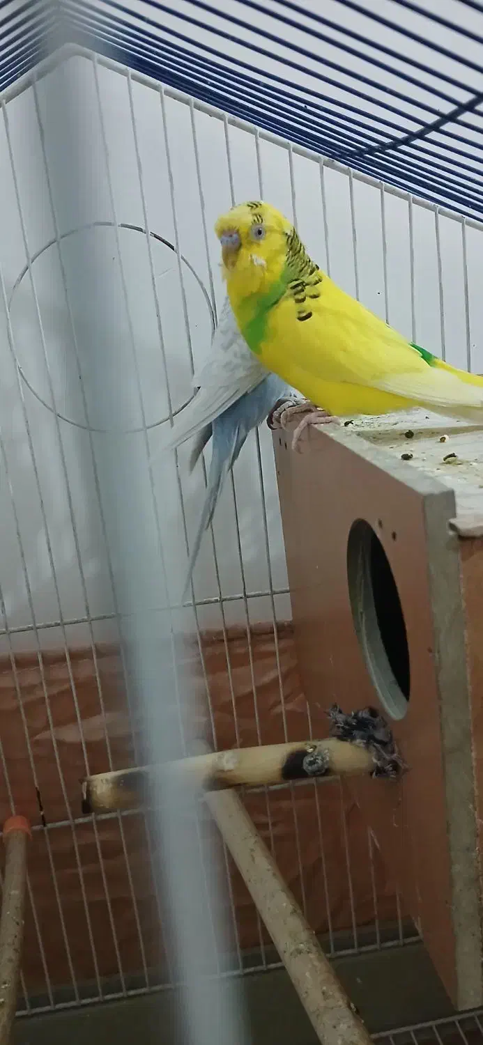 یک جفت مرغ عشق|پرنده|بروجرد, |دیوار