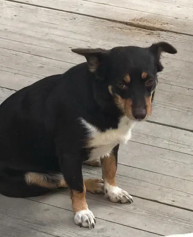 گمشده،سگ پاکوتاه،محدوده سرابی|حیوانات|گنبد کاووس, |دیوار