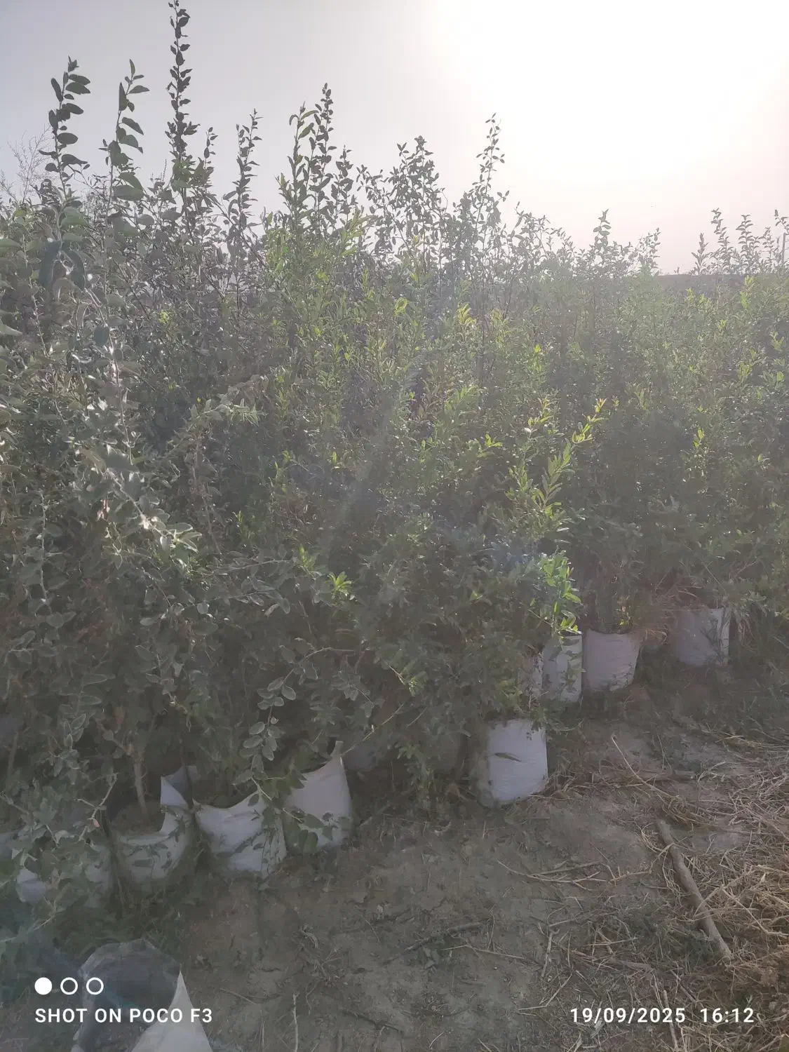 نهال انار واندر فول|گل و گیاه طبیعی|تهران, جوادیه|دیوار
