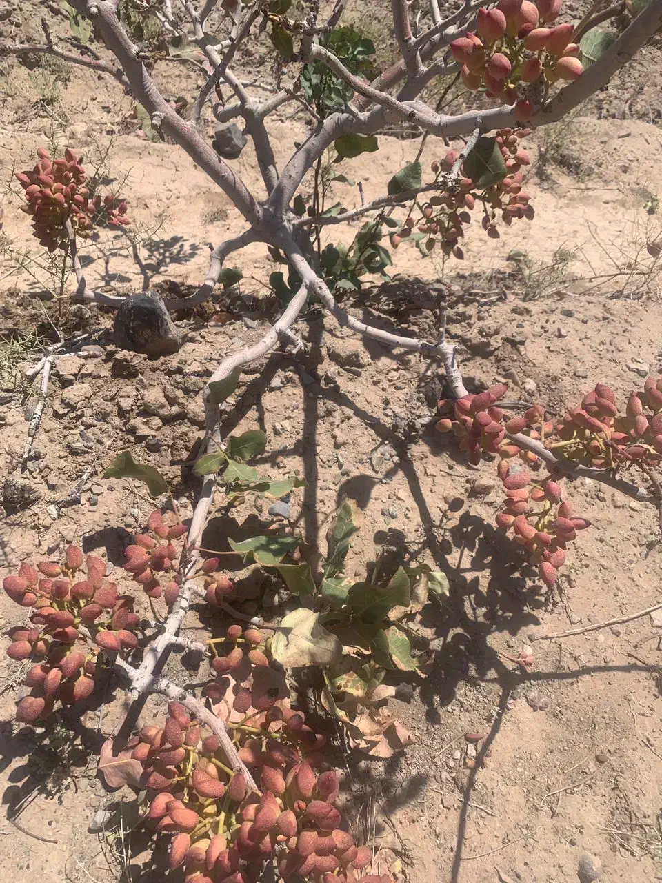 زمین دشت بجد|فروش دفتر صنعتی، کشاورزی، تجاری|بیرجند, |دیوار