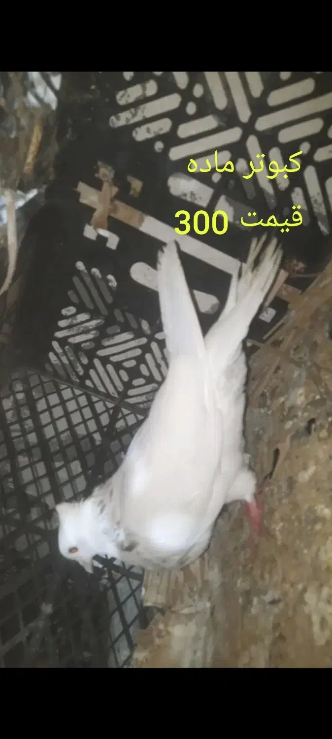 کبوتر|پرنده|خمیر, |دیوار