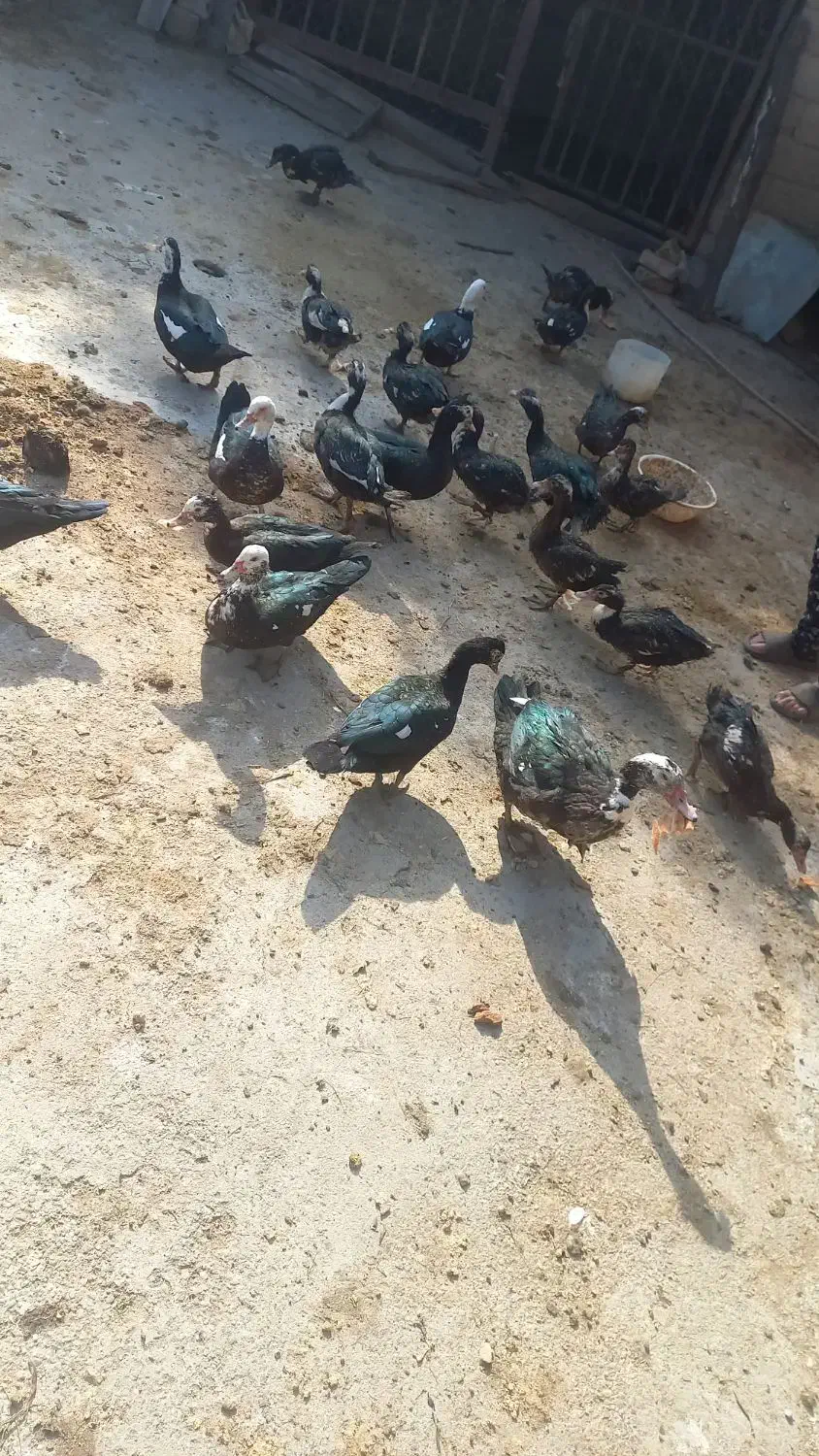 اردک اسرائیلی|حیوانات مزرعه|مینودشت, |دیوار