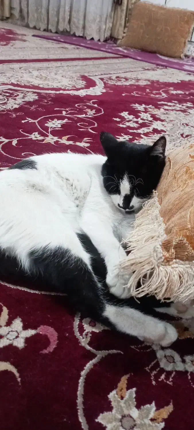 گربه گمشده|حیوانات|داراب, |دیوار