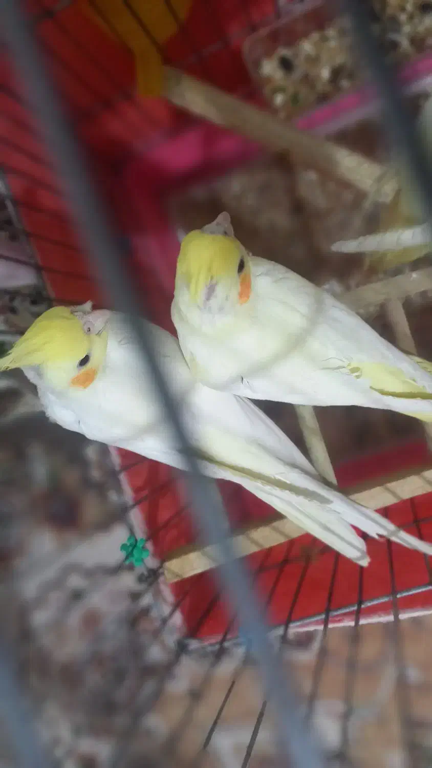 ۳عددعروس هلندی آرام با وسایل و۲عددغفس بزرگ وکوچیک|پرنده|ایثار, |دیوار