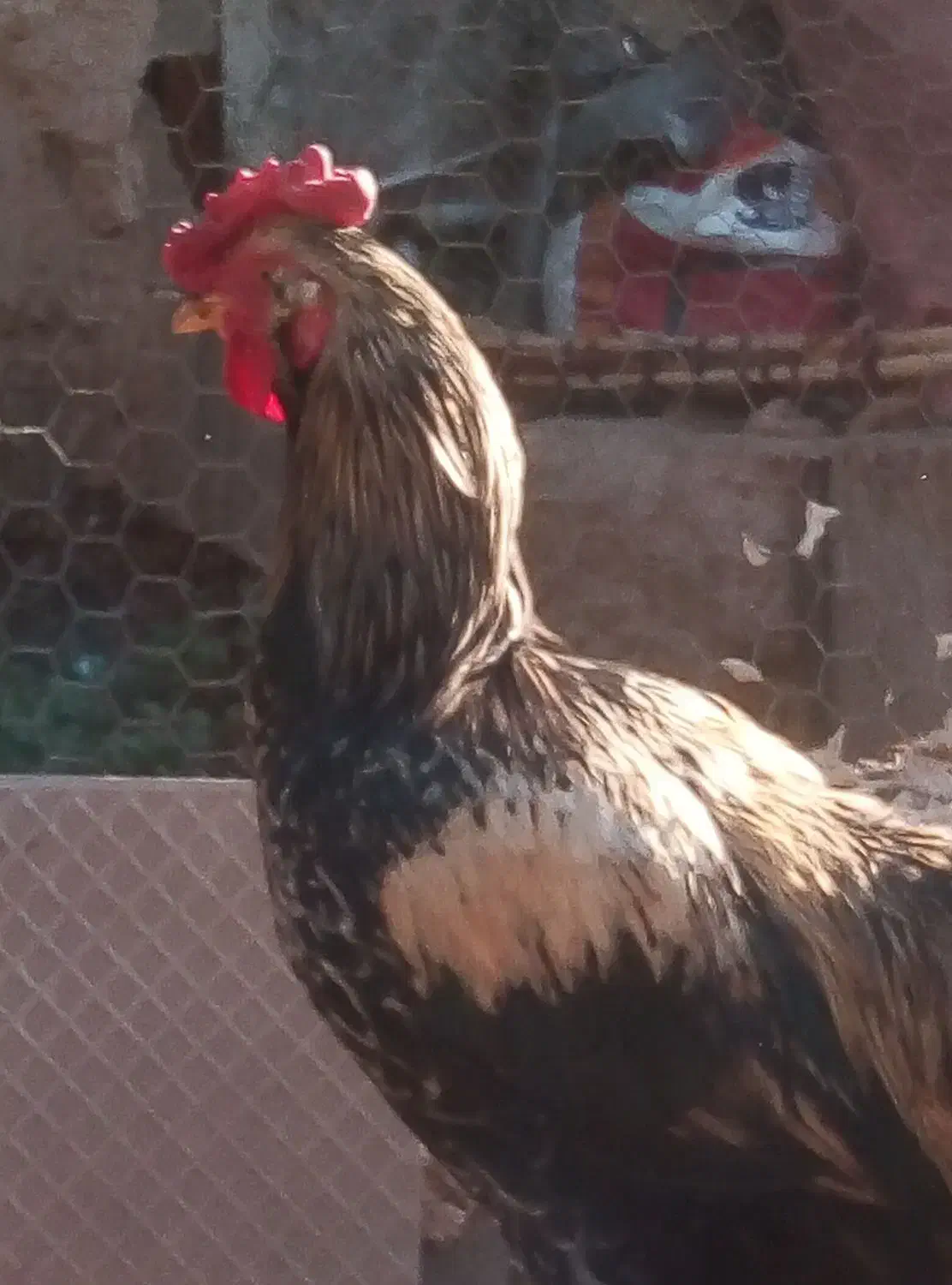 مرغ وخروس به فروش میرسد|حیوانات مزرعه|جهرم, |دیوار