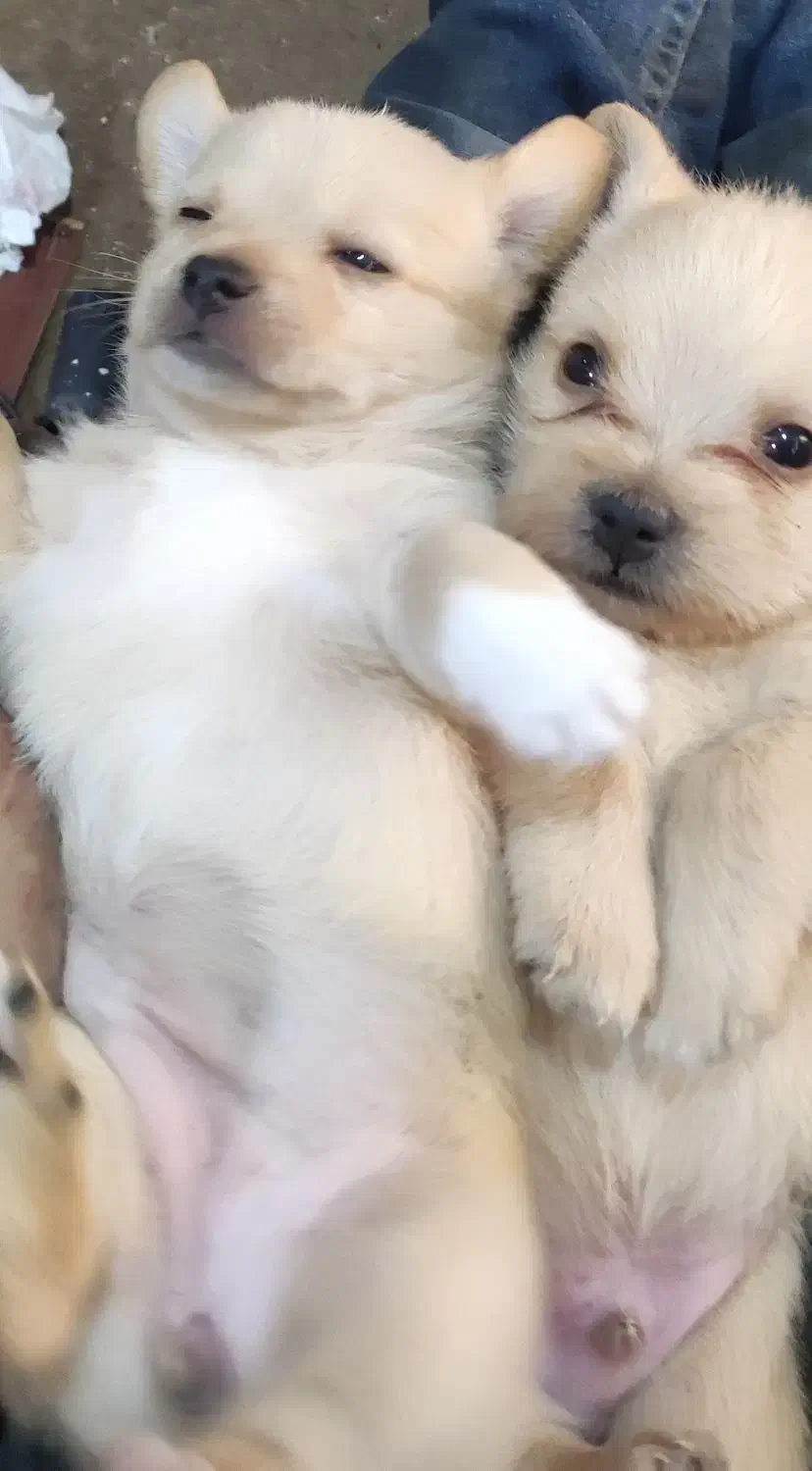 واگذاری پامر شیتزو|سگ|رفسنجان, |دیوار