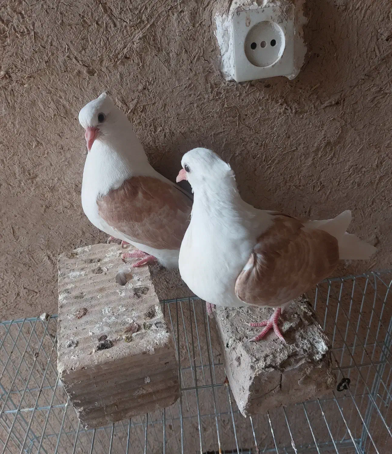 جوجه دوکت زرد خال دار (پشت دار)|پرنده|شهرضا, |دیوار