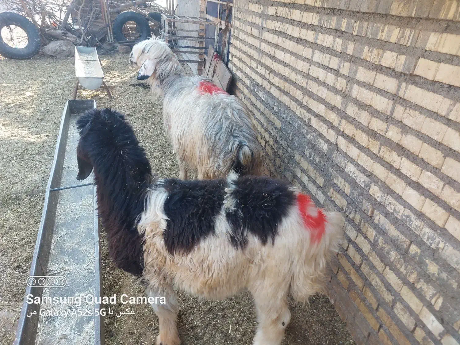 اعدد میش بره|حیوانات مزرعه|مسجد سلیمان, |دیوار