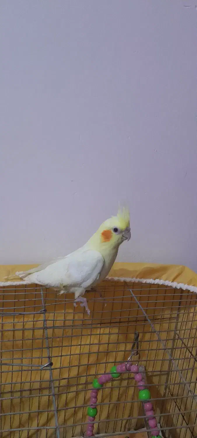 عروسهلندی|پرنده|رشت, جهاد|دیوار