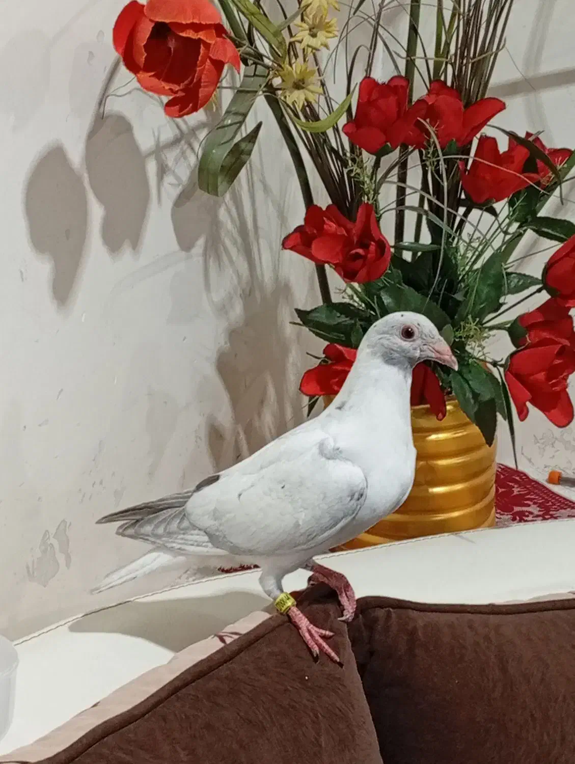 جوجه پلاکی هیچ پر|پرنده|اهواز, منبع اب|دیوار