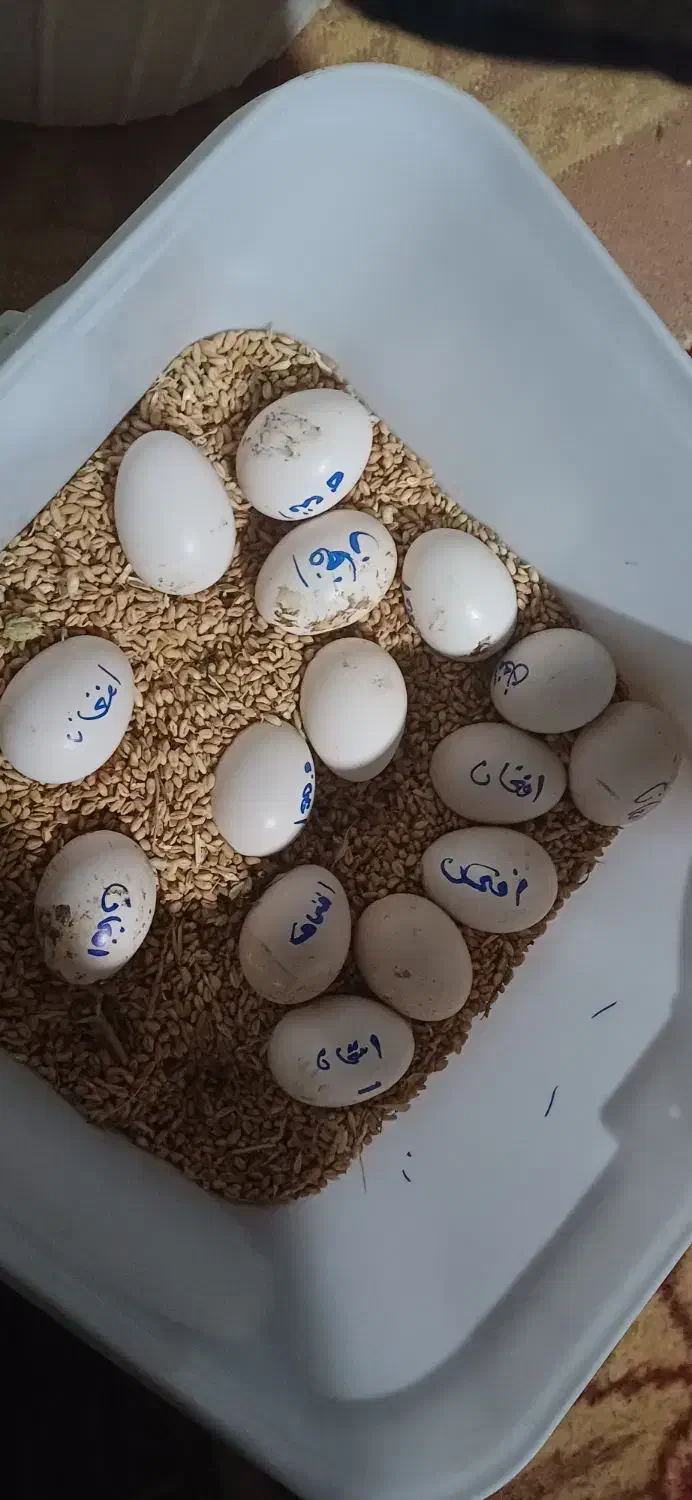 تخم مرغ لاری|حیوانات مزرعه|دهگلان, |دیوار
