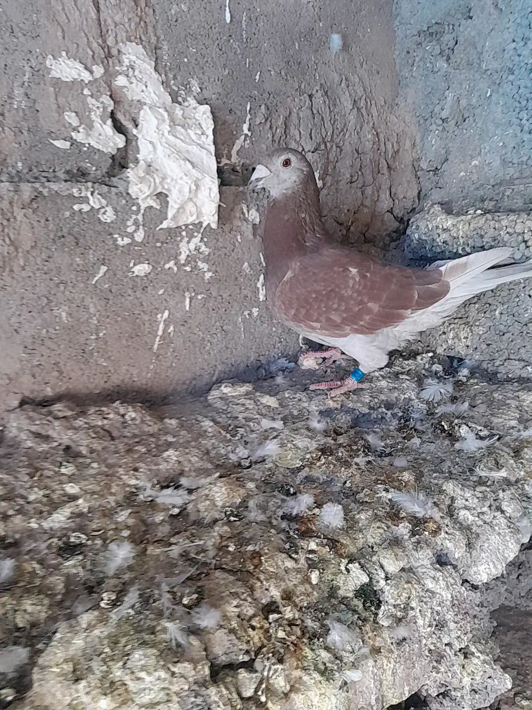 ماده المانی|پرنده|ملک‌آباد, |دیوار