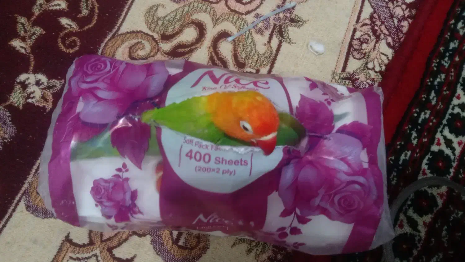 طوطی برزیلی فول رام|پرنده|سنندج, |دیوار