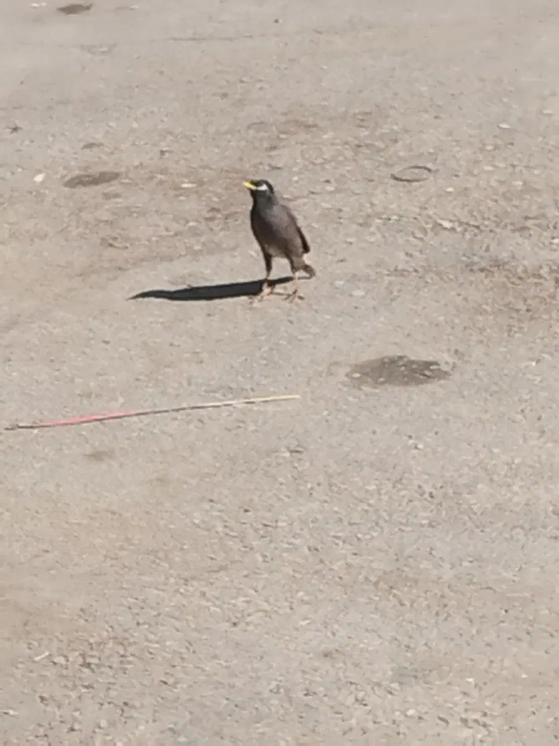 مرغ مینا|پرنده|یاسوج, |دیوار