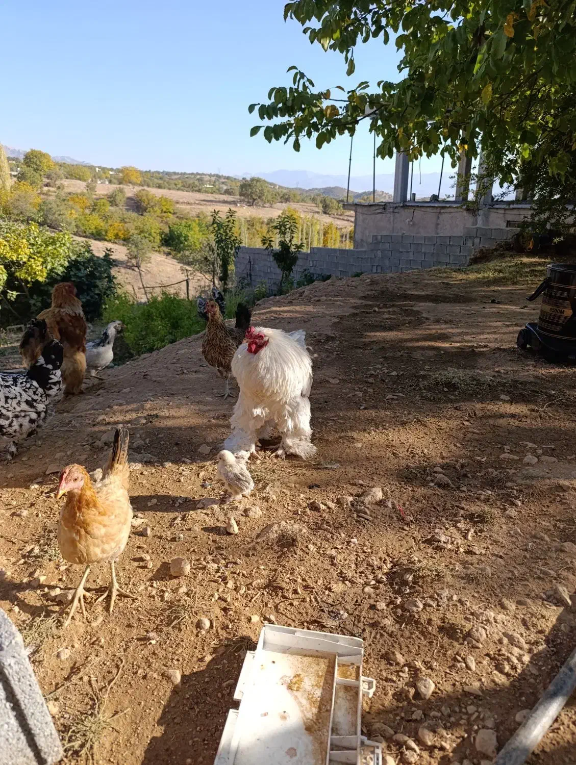 یک عددخروس برهمااصل سفید یخال|حیوانات مزرعه|یاسوج, |دیوار