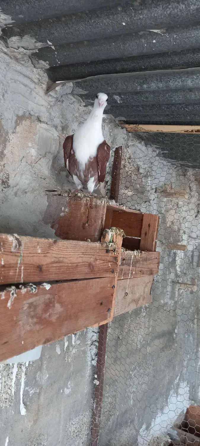 دوکت پلاکی|پرنده|بهبهان, |دیوار