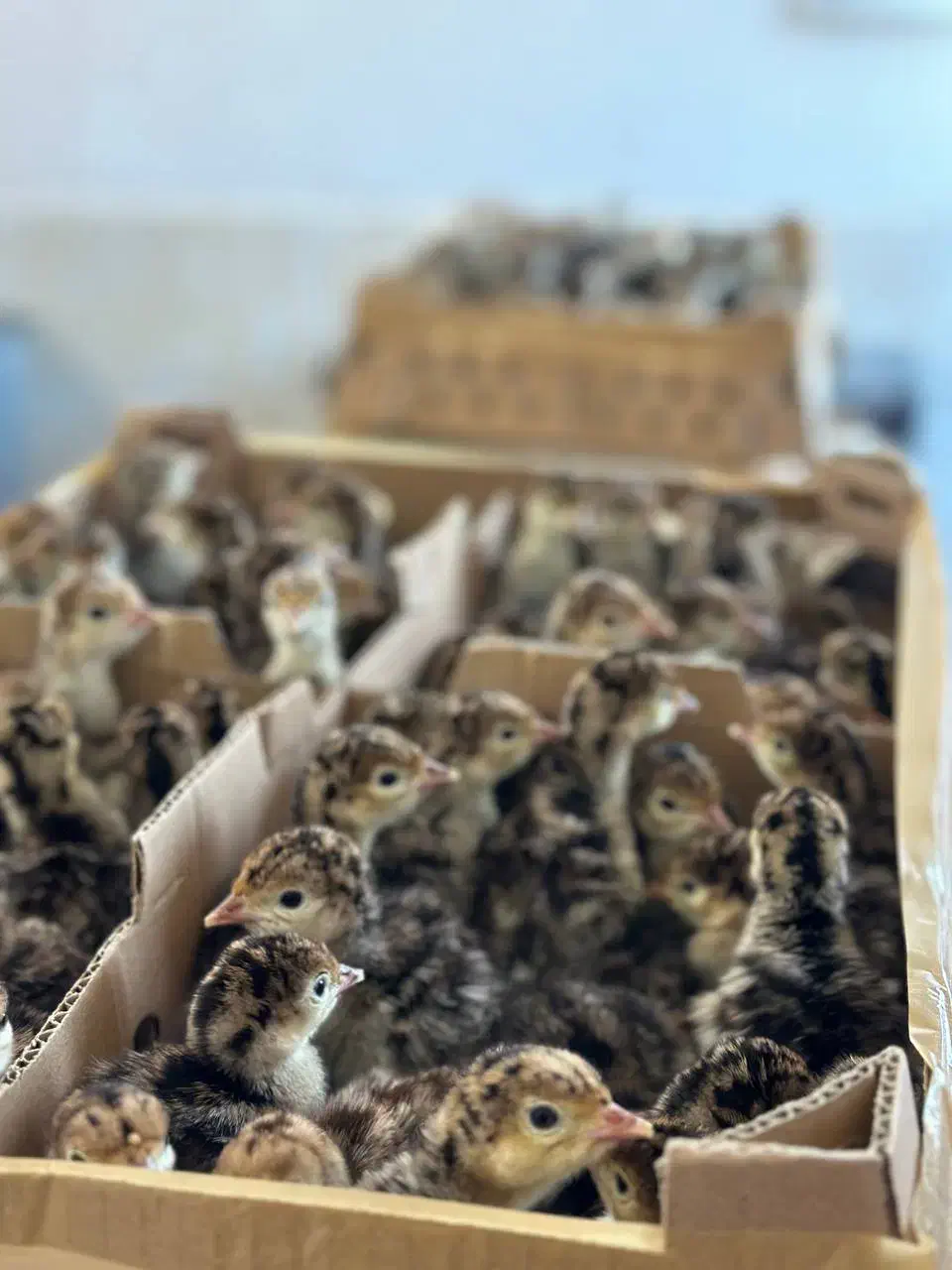 بوقلمون بزنزانگلیس|حیوانات مزرعه|جوادآباد, |دیوار