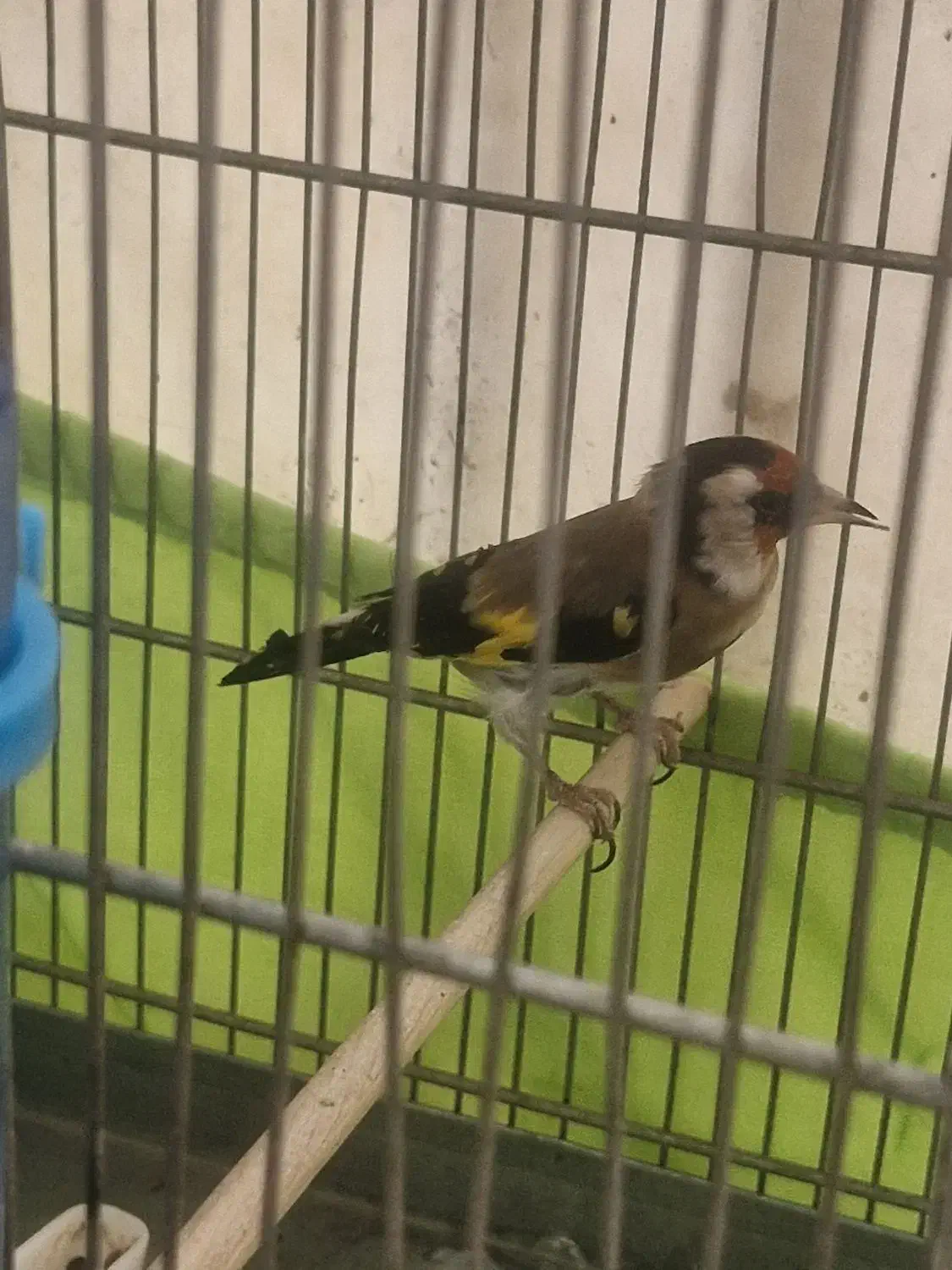 سره|پرنده|تهران, خاک سفید|دیوار