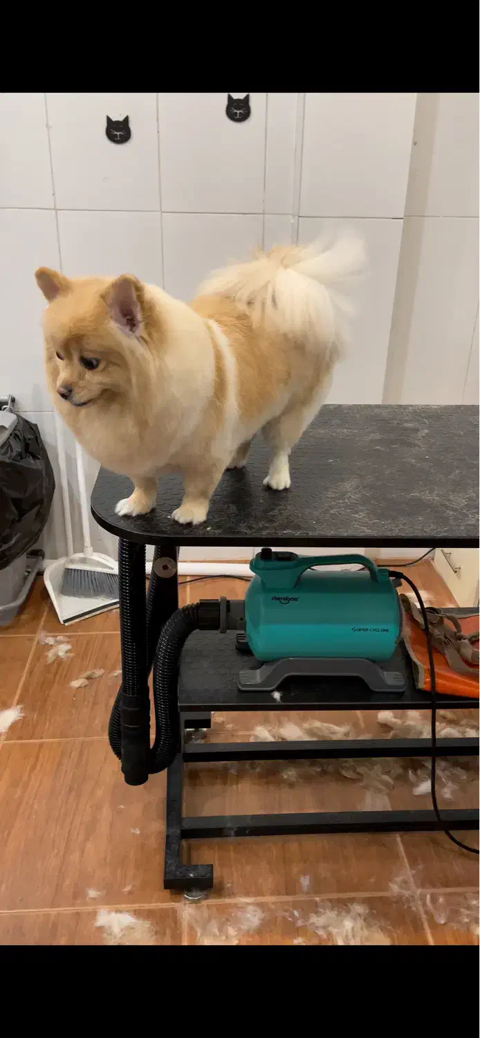 پامرین|سگ|کرمانشاه, |دیوار