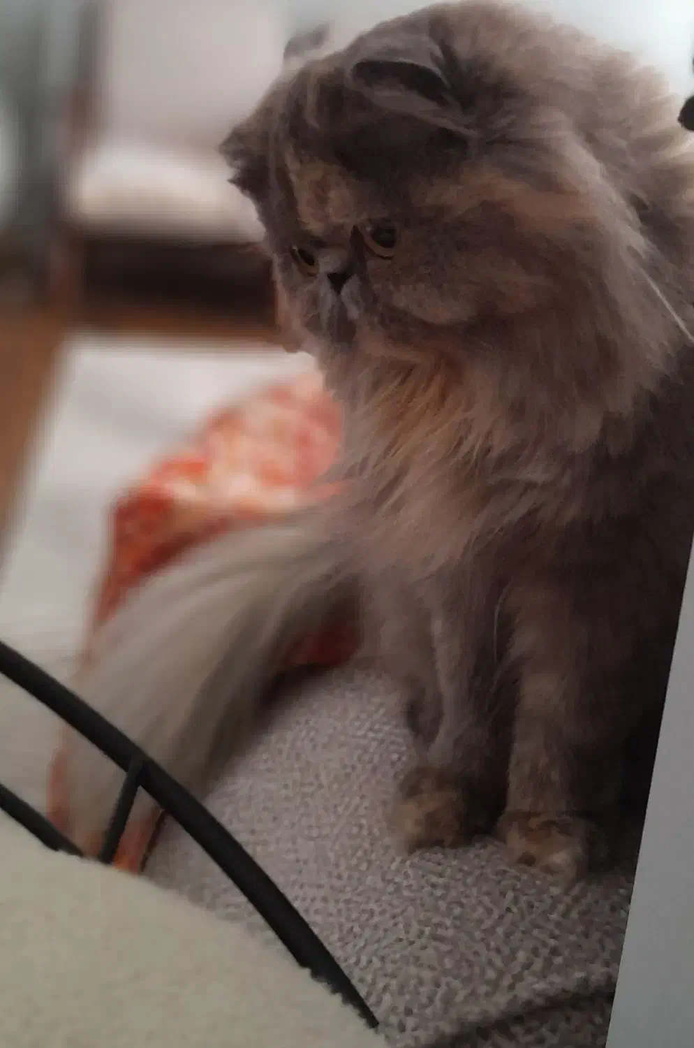 جفتگیری|گربه|رشت, دیلمان|دیوار