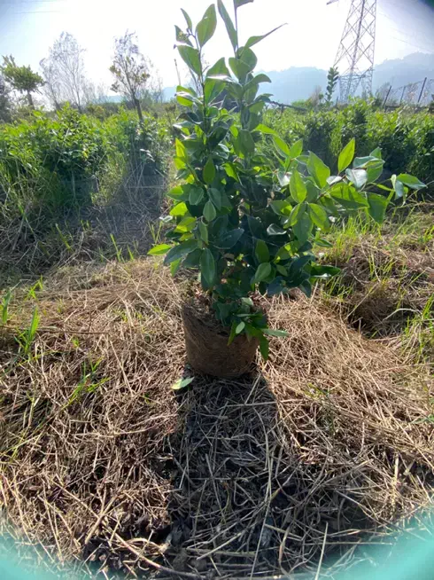 یاس سطل ۱۰ریشه پرس|خدمات باغبانی و درختکاری|لنگرود, |دیوار