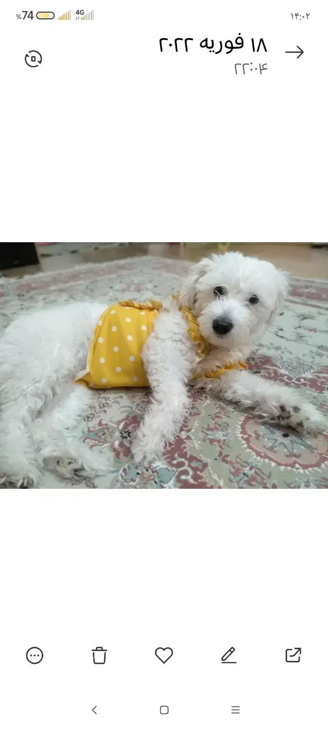 واگذاری پت خونگی|سگ|شاهرود, |دیوار