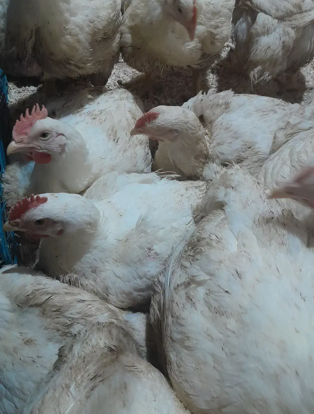 مرغ گوشتی ارگانیک|حیوانات مزرعه|قائمشهر, |دیوار