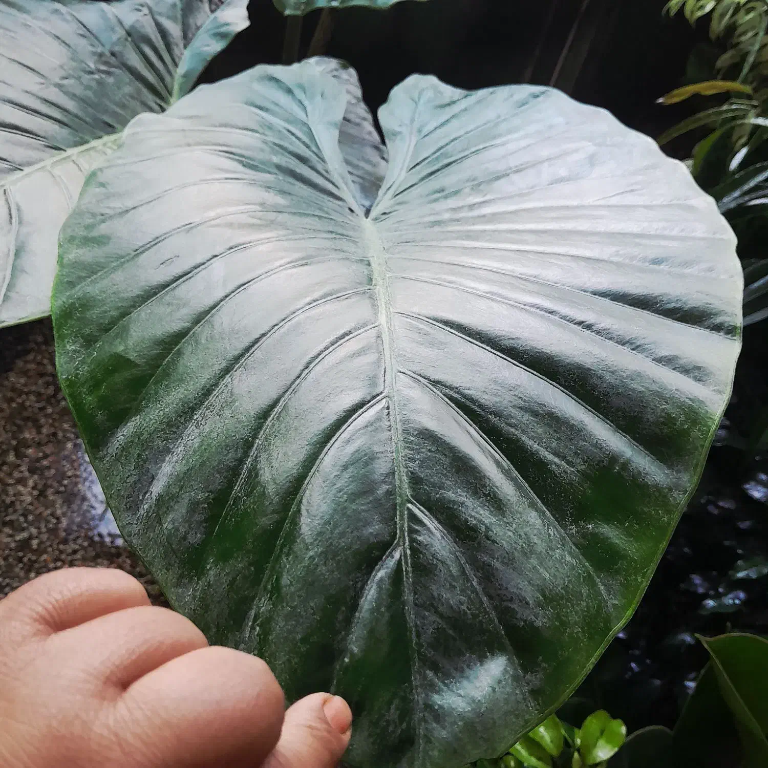 بابا آدم غول پیکر|گل و گیاه طبیعی|شیراز, شیخ روزبهان|دیوار