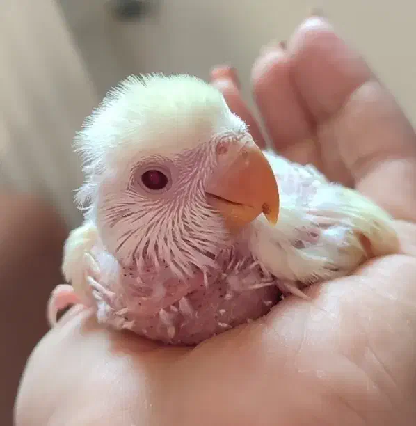 کوتوله برزیلی|پرنده|زرقان, |دیوار