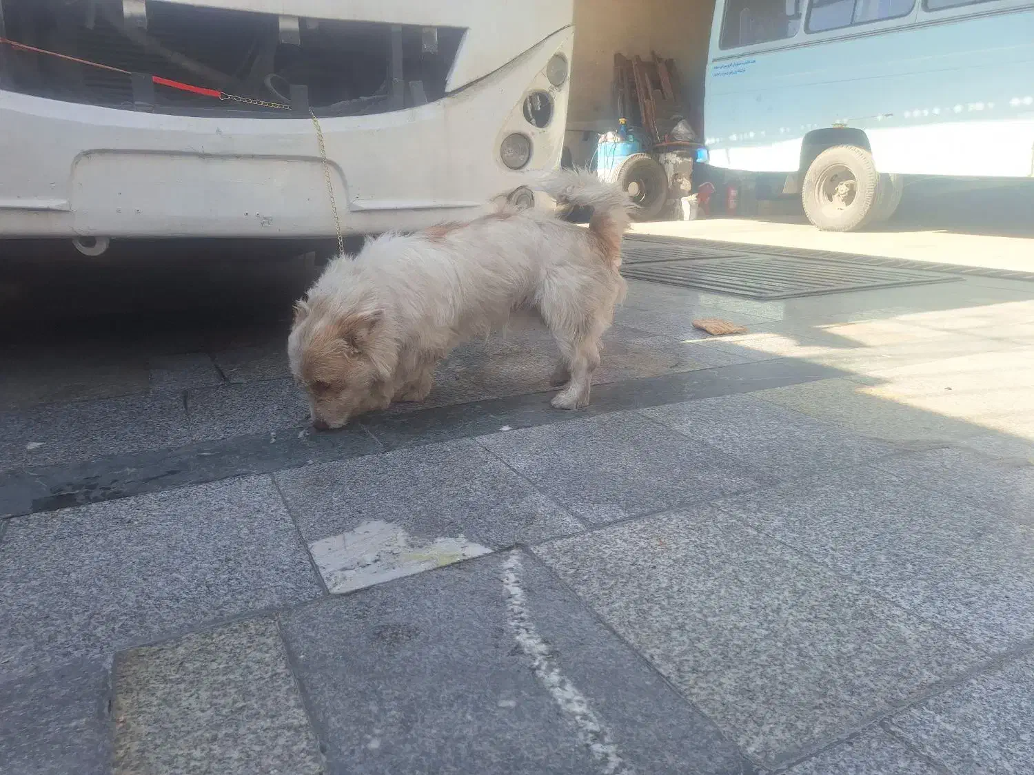 سگه|سگ|مشهد, فدک|دیوار