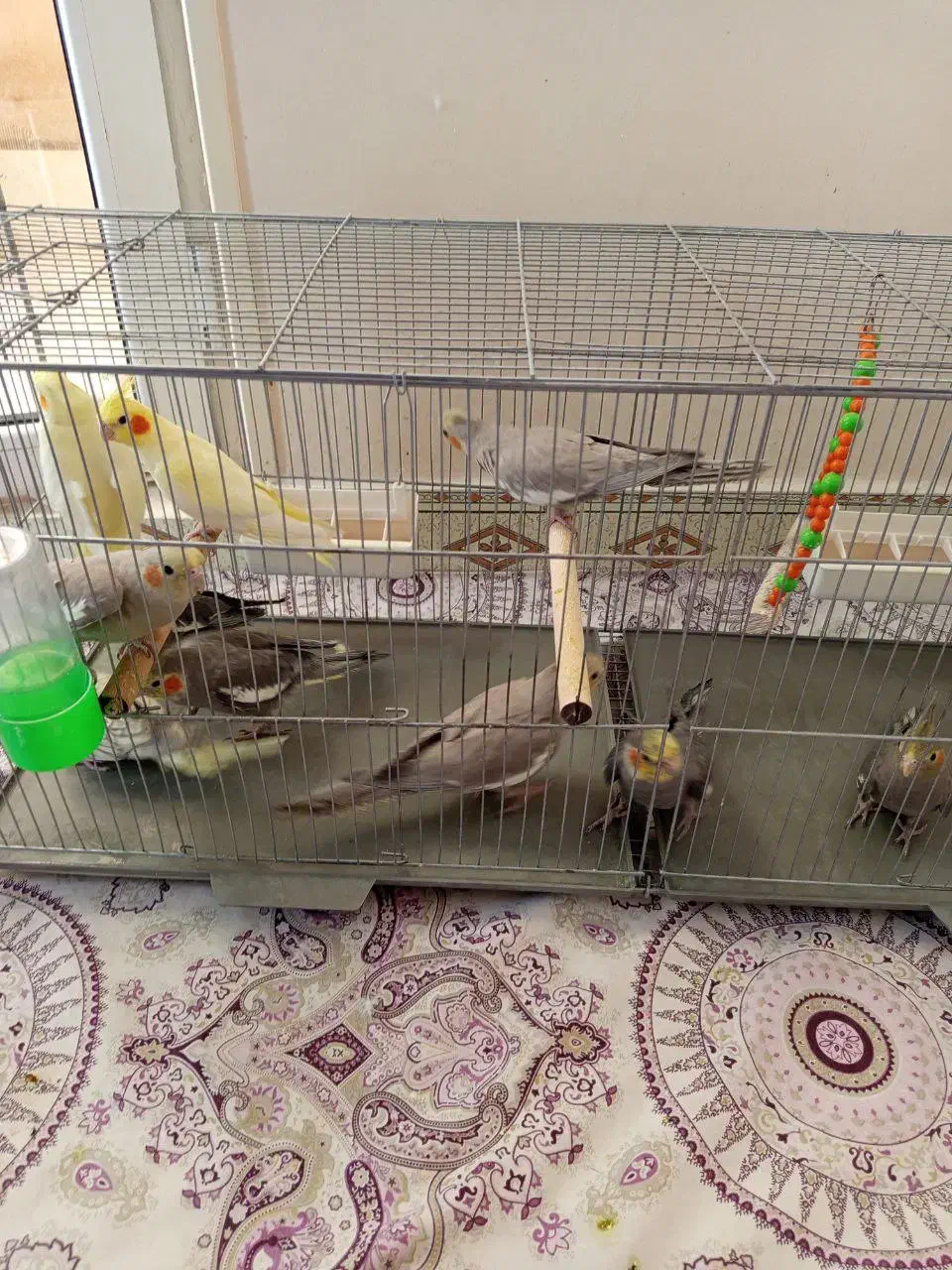 انواع نژاد های عروس هلندی نر و ماده|پرنده|میانه, |دیوار