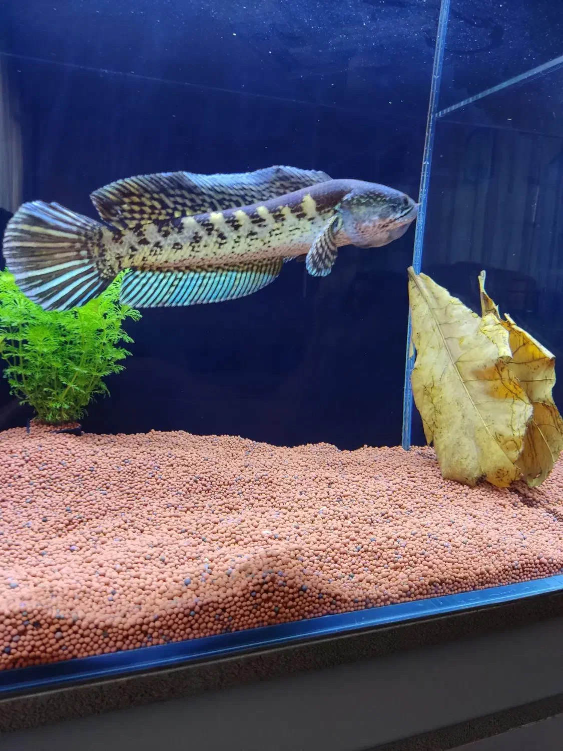 چانا گلدن کبری سینگل تانک|ماهی|مشهد, شهرک مهرگان|دیوار