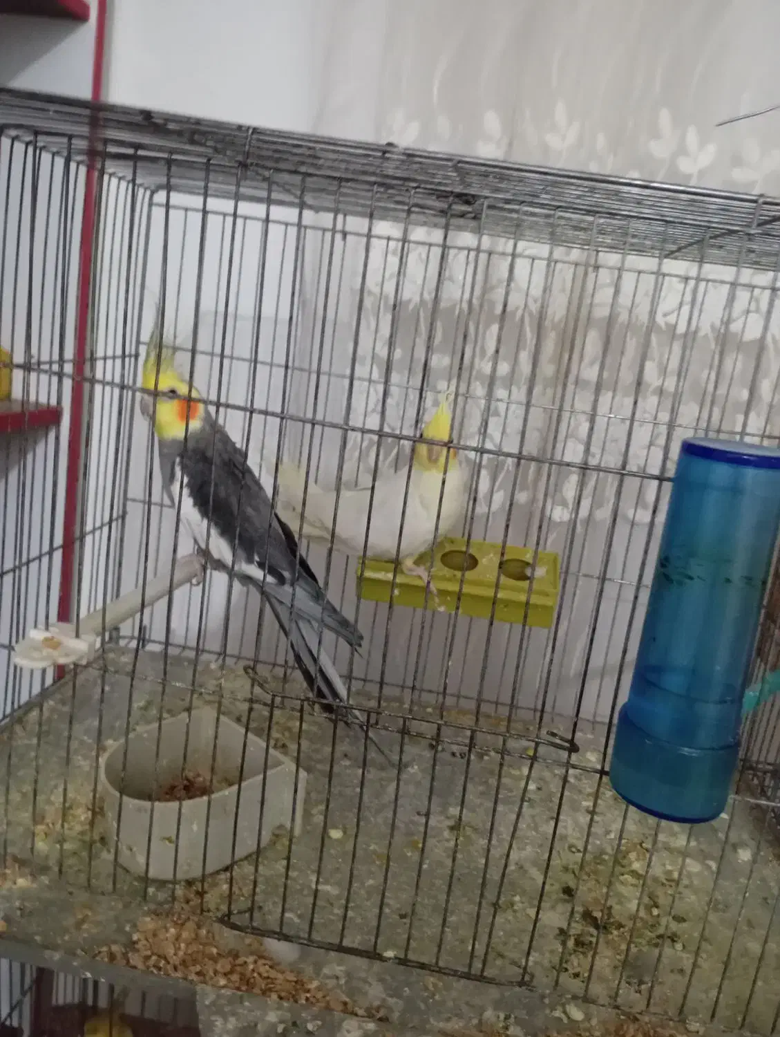 جفت عروس همراه با تخم|پرنده|میاندوآب, |دیوار