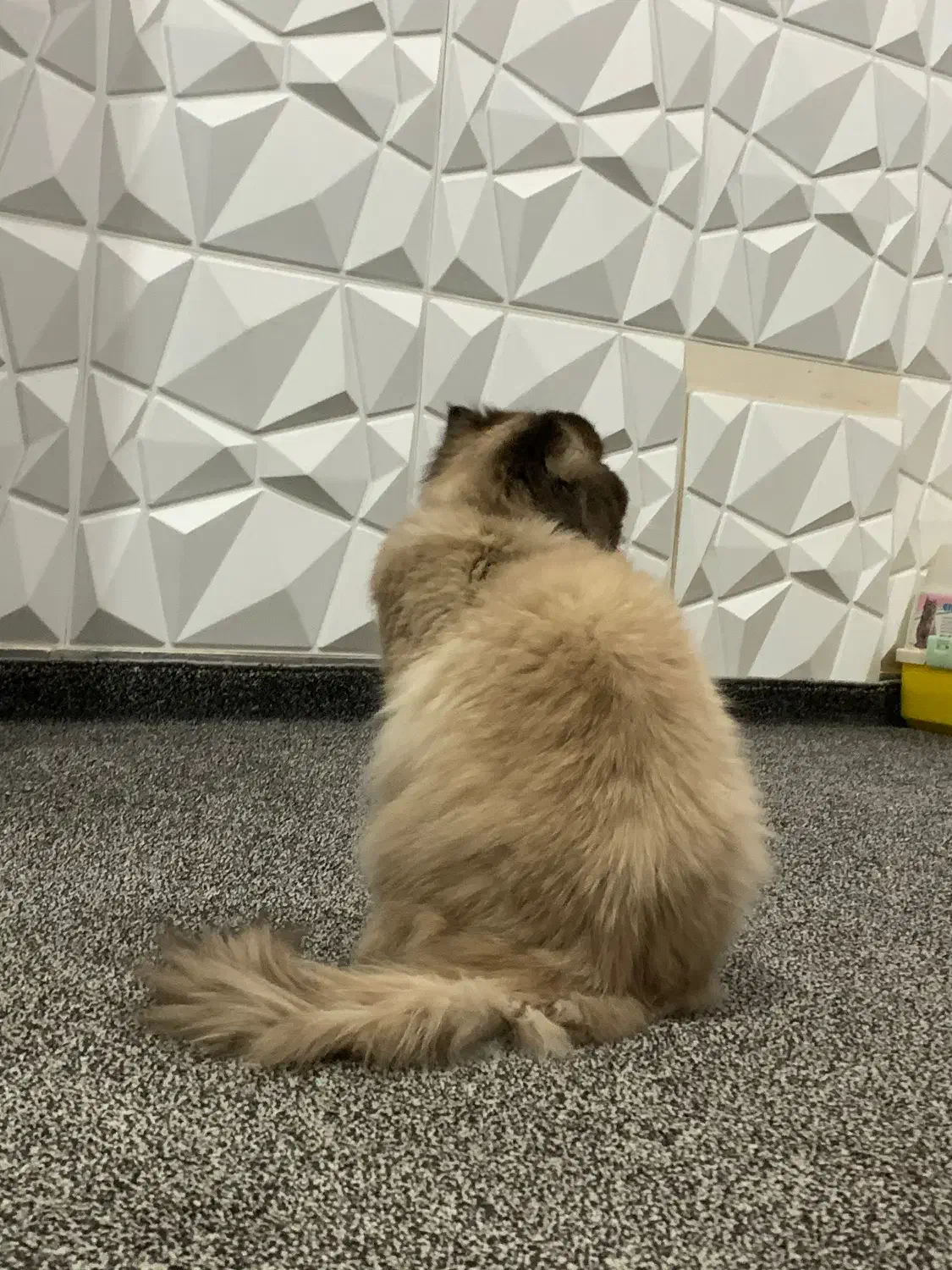 واگزاری گوربه پرشین اصیل با وسایل کامل|گربه|ایذه, |دیوار