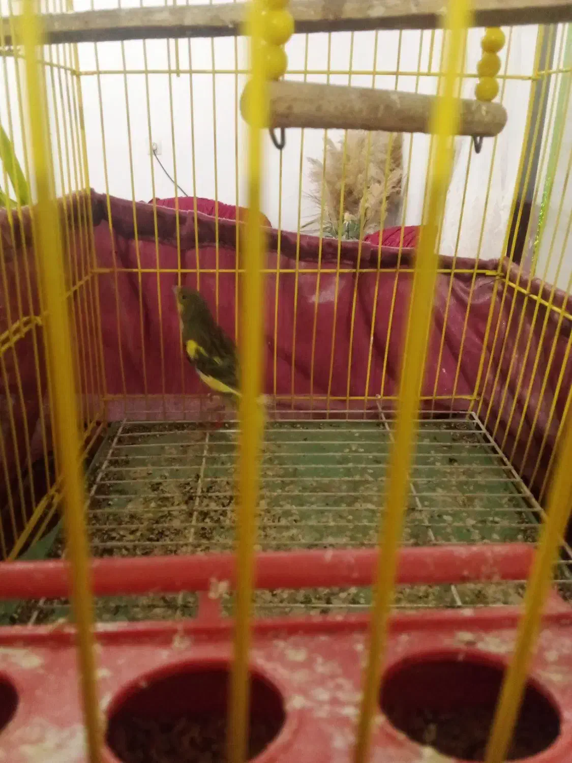 قناری|پرنده|مشگین شهر, |دیوار