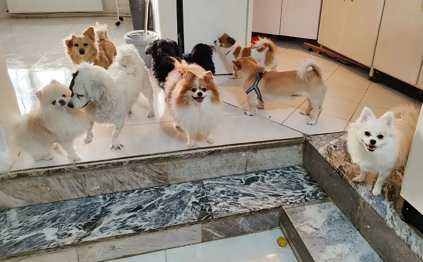 پانسیون نگهداری و آموزشی سگ|خدمات پیشه و مهارت|فردیس, شهرک ناز|دیوار