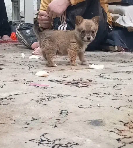 سگ پاکوتاه|سگ|ملایر, |دیوار