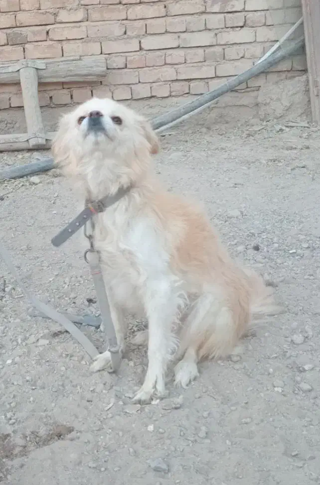 سگ.پاکوتاه.اشپیتز.|سگ|کبودرآهنگ, |دیوار