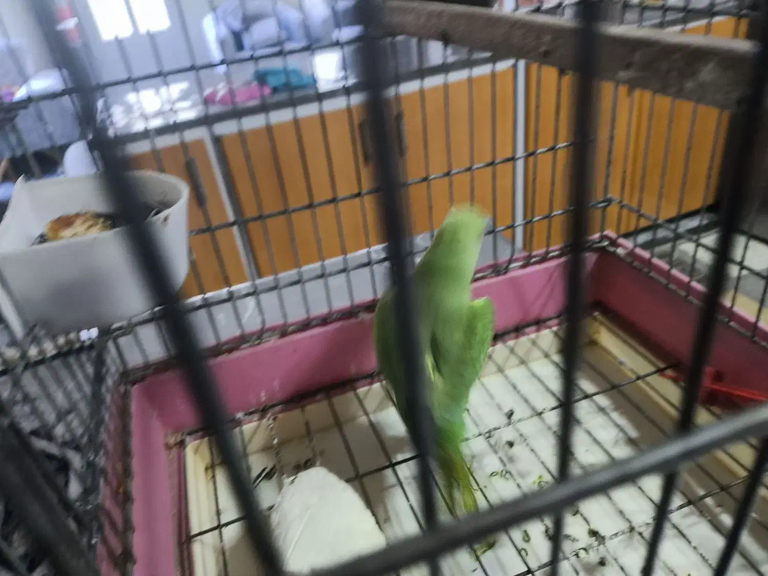 طوطی ملنگو مولد|پرنده|بروجن, |دیوار