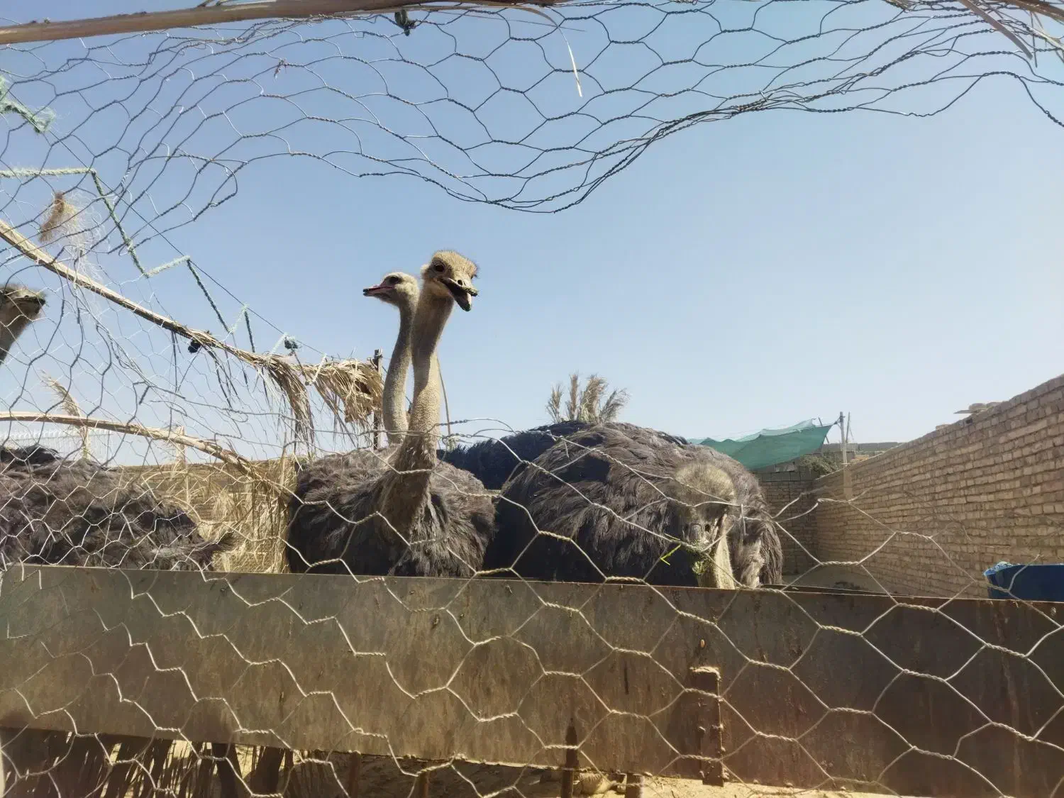 شترمرغ مولد|حیوانات مزرعه|سراوان, |دیوار