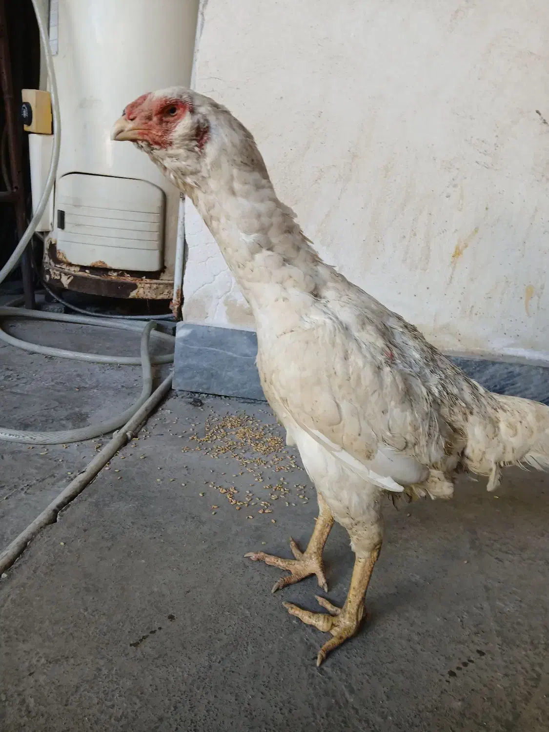 مرغ لاری|حیوانات مزرعه|نگین شهر, |دیوار