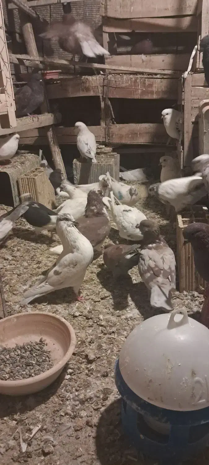 کبوتر پرشی گرو بندی ساعت بالا|پرنده|فلاورجان, |دیوار