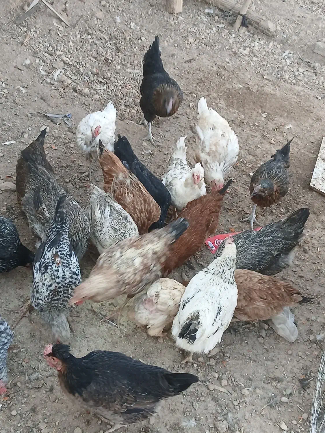 مرغ محلی|حیوانات مزرعه|شباب, |دیوار