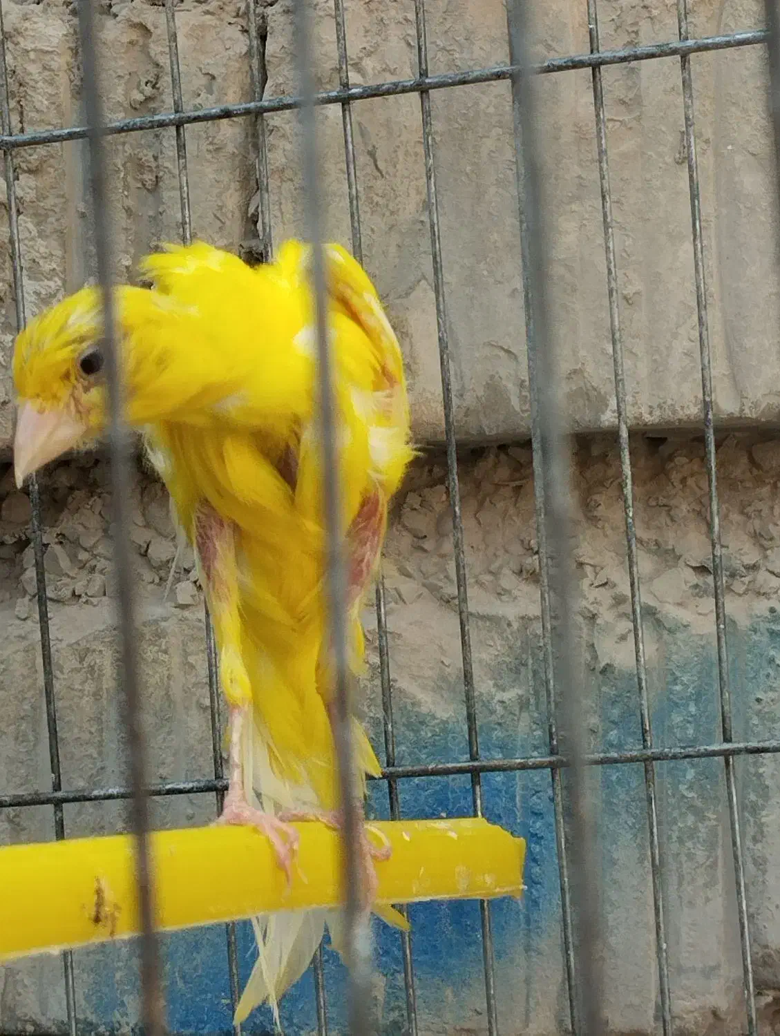 قناری|پرنده|شیراز, کرونی(خاتونک)|دیوار