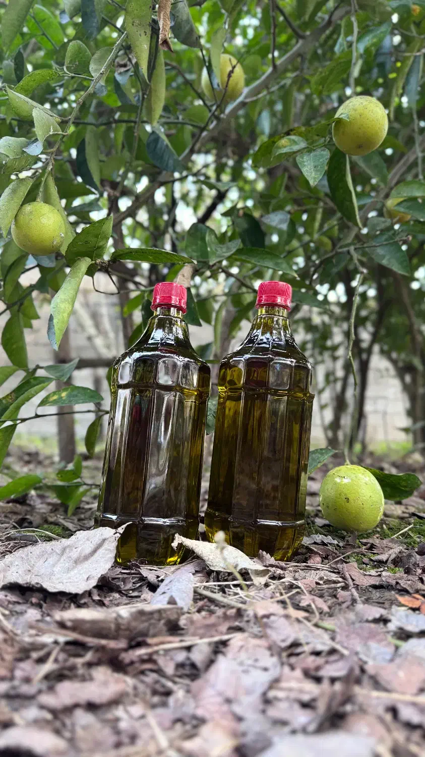 تولیدو پخش روغن زیتون ارگانیک|عمدهفروشی|رشت, منظریه|دیوار