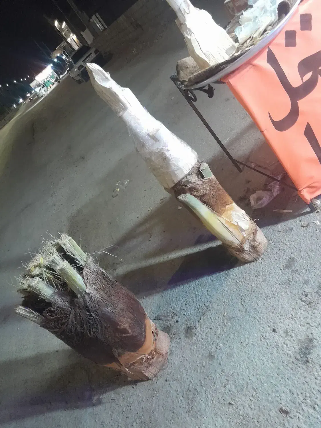 پنیر نخل آماده شیرین و ترد|خوردنی و آشامیدنی|شیراز, ملاصدرا|دیوار